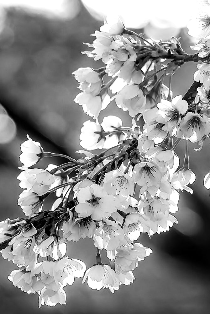 A celebration only Albanians have